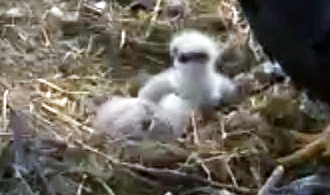 ..and we now have 2 Hatchlings at White Rock!